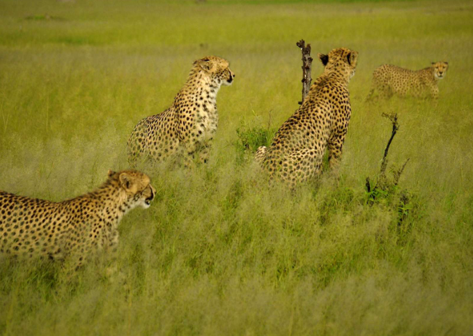 Cheetah during a game drive safari