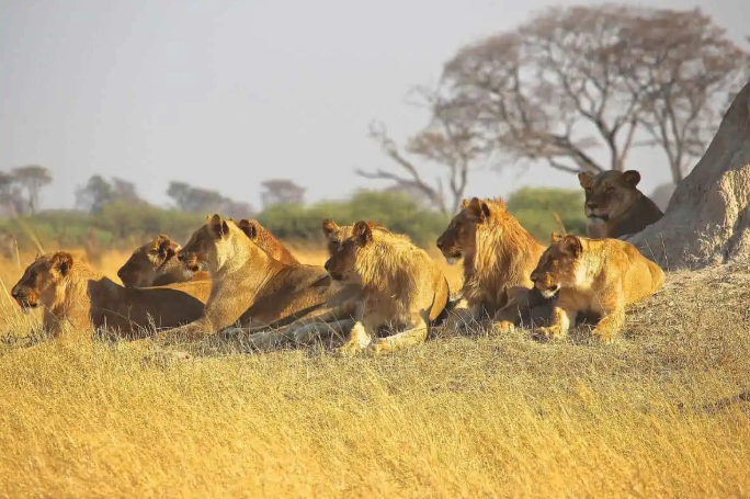 Lion during a game drive safari